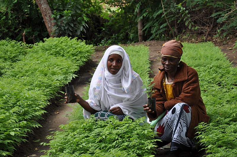 File:Women with seedlings for reforestation in Tanzania (5984894513).jpg