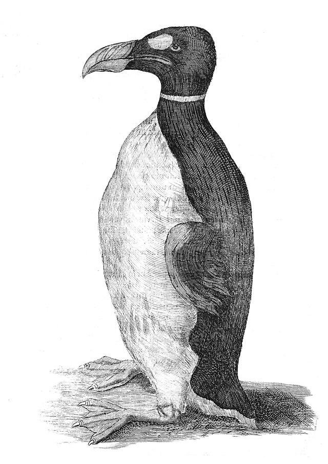 illustration of a great auk