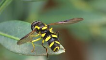 Datei: Xanthogramma männlich - 2012-10-25.webm