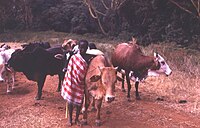 Jeune berger masaï (photo prise en 1979)