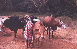 A child as Maasai herder in Kenya. Young Maasai herder Kenya, 1979.jpg