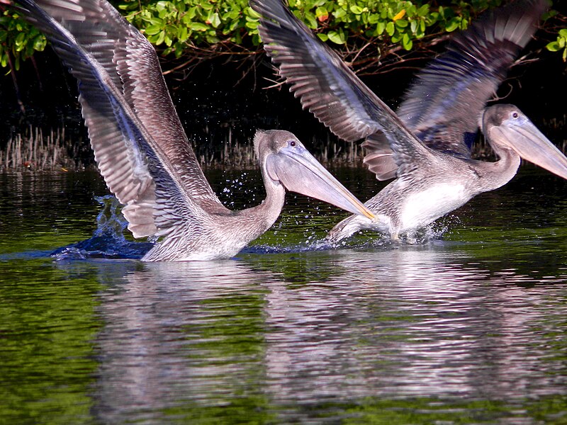 File:Young brown pelicans fishing.jpg