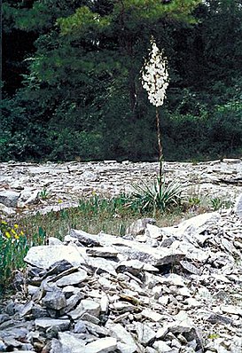 Yucca flaccida mit Blütenstand in Georgia.