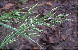 Švelnioji dirsė (Bromus mollis)