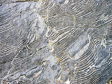 Zebra-Kalkstein (Antelope Valley Limestone, Middle Ordovician; Meiklejohn Peak, in der Nähe von Beatty, Nevada, USA) 3.jpg