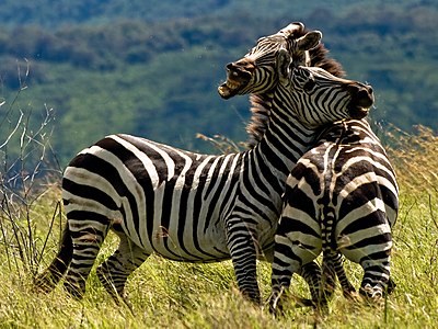 Two zebras fighting in the Ngorongoro Crater, Tanzania