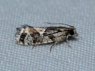 <i>Zeiraphera canadensis</i> Species of moth