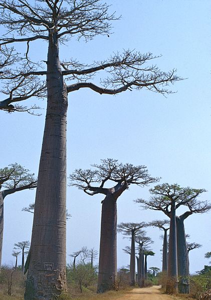 File:" Avenue of the Baobabs " (Adansonia grandidieri) (9574319539).jpg