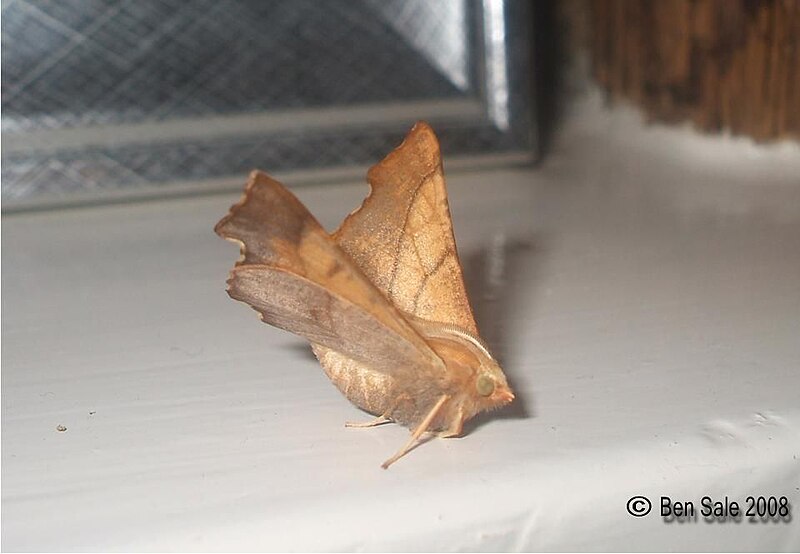 File:(1914) Dusky Thorn (Ennomos fuscantaria) (3209464108).jpg