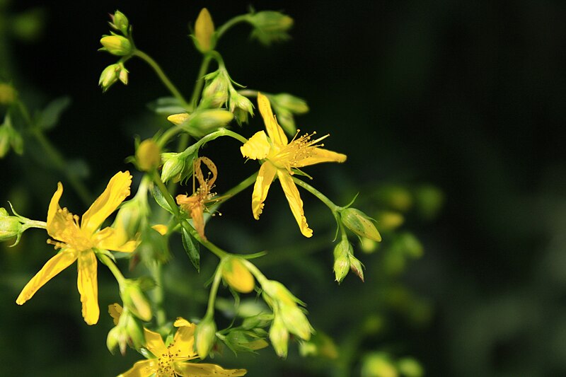 File:(Hypericum perforatum) St. John's wort.jpg