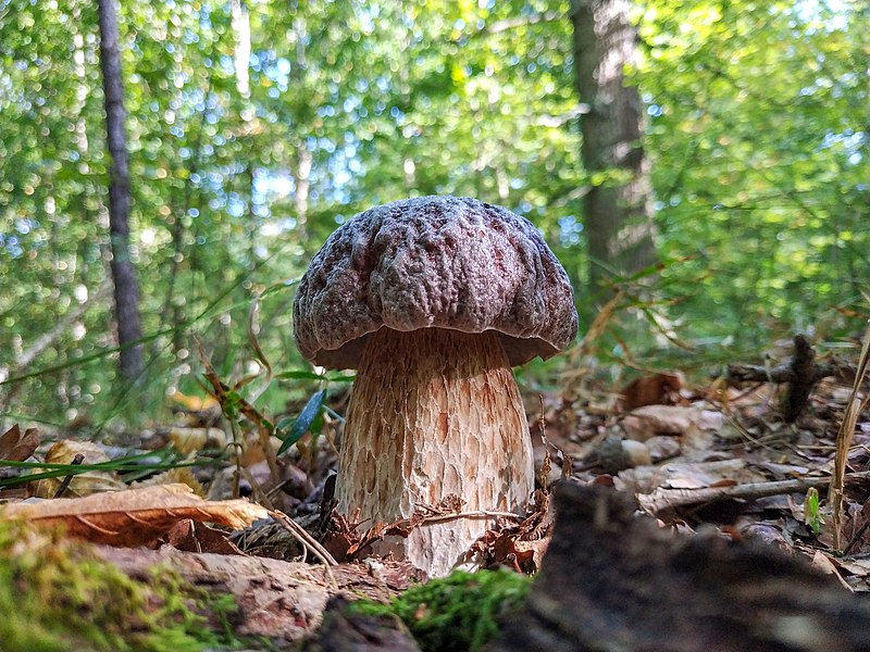 File:Боровик бронзовий, боровик темно-каштановий (Boletus aereus) - вид базидіомікотових грибів родини Болетові (Boletaceae) 01.jpg