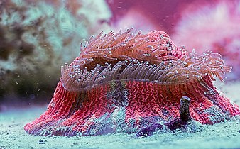 Коралл в ультрафиолете.jpg