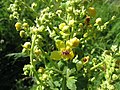 Verbascum speciosum