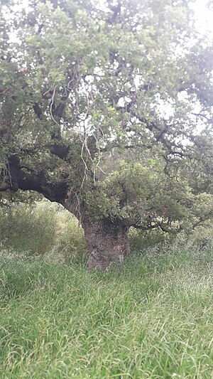 נחל רז: מקור השם, אקלים, הידרולוגיה