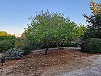 עץ תות ברקפת (יישוב) יישוב קהילתי בגליל התחתון במועצה אזורית משגב