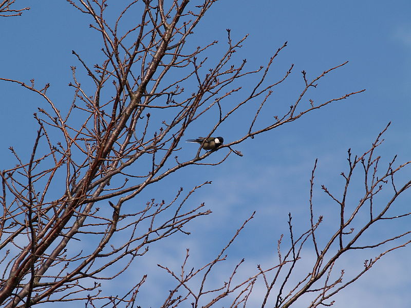 File:シジュウカラ(四十雀)(Parus minor) (7254283234).jpg