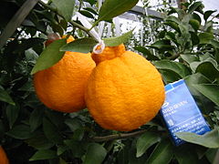 (Kiyomi x ponkanCitrus unshiu x Citrus sinensis x Citrus poonensis) Kiyomi og ponkan (Nakano no.3), Dekopon