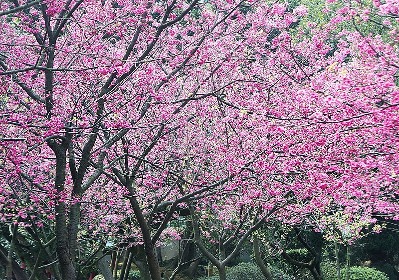 File:前山公園 Cherry Blossoms in Qianshan Park - panoramio.jpg