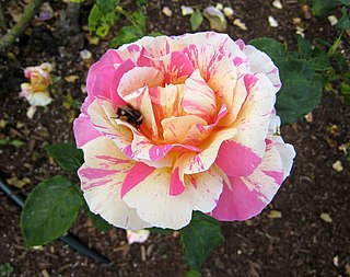 <i>Rosa</i> Claude Monet Red blend Hybrid tea rose cultivar