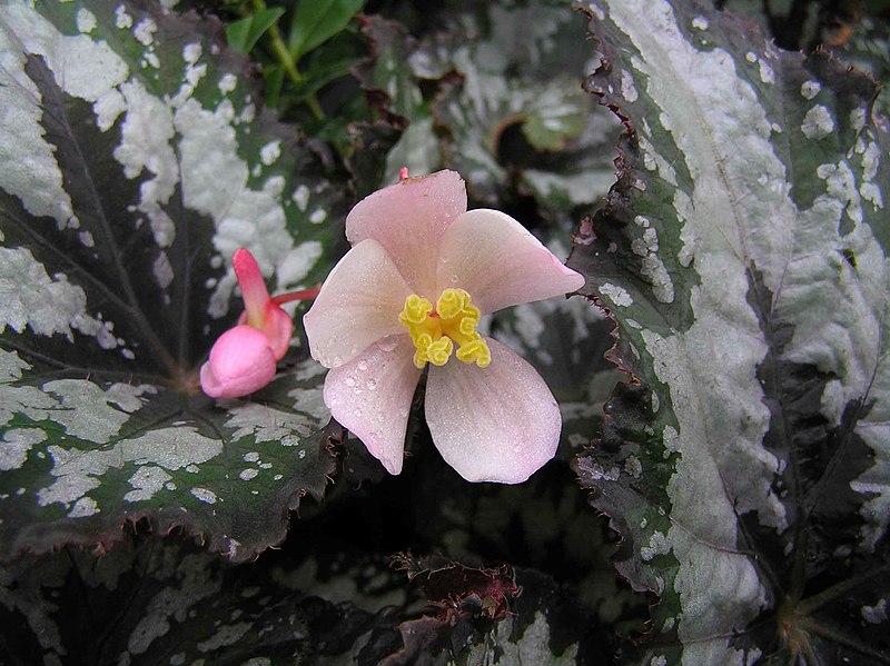 File:蛤蟆秋海棠 Begonia rex Lucky Colours -香港公園 Hong Kong Park- (9193424264).jpg