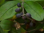 Alfaneiro deciduo xaponés Ligustrum obtusifolium