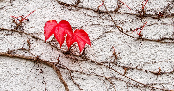 Two leafs of Japanese creeper with autumn coloring