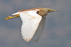 090504-squacco-heron-in-flight.jpg