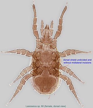 <i>Lasioseius</i> Genus of mites