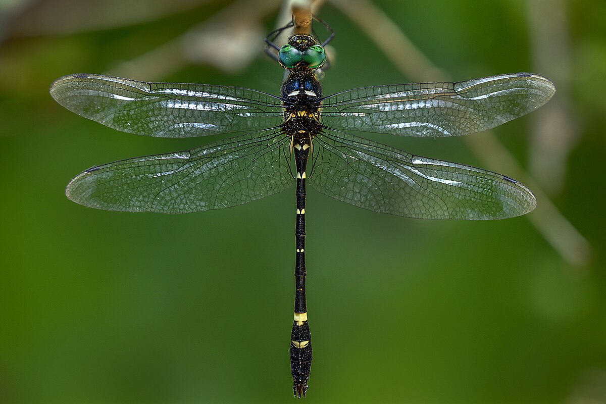 Armattan odonata