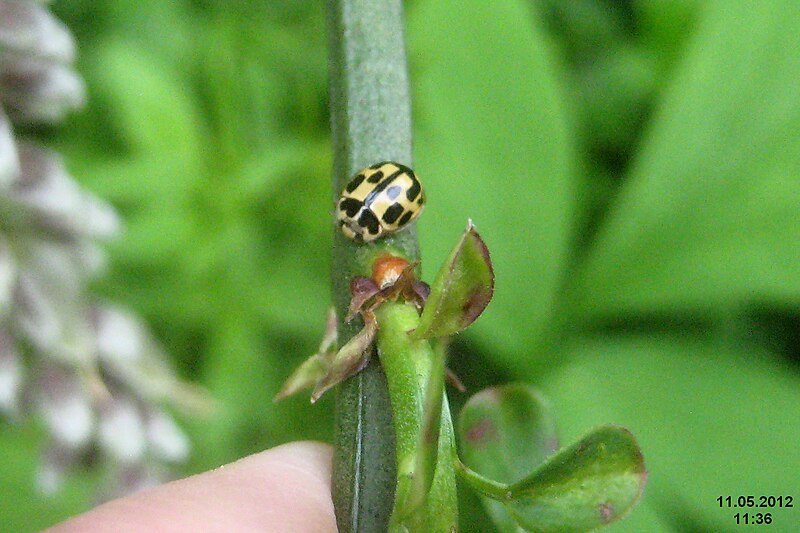 File:14-spot ladybird A (BG) (7180791882).jpg