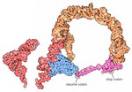 Thumbnail for Transfer-messenger RNA