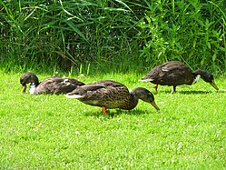 Stockenten Bad Buchau (Kurpark)