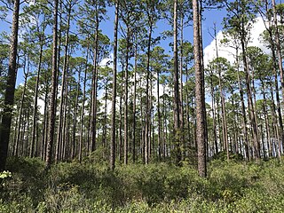 <span class="mw-page-title-main">Dixon Memorial State Forest</span> State forest in Georgia, United States