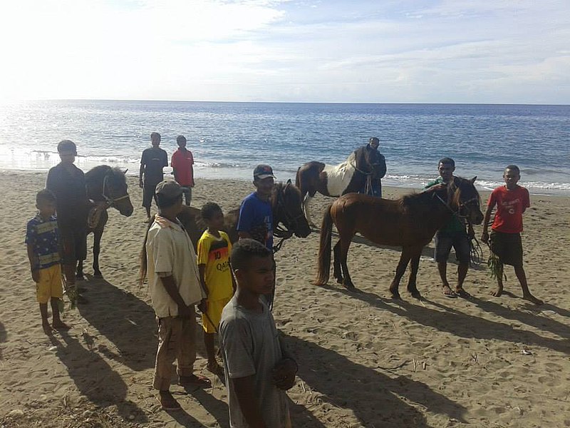 File:20-05-2014 Corrida de Cavalos Tradicionais Timorenses na Aldeia de Palaban.jpg