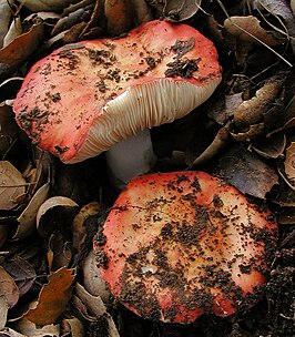 Vergelende netspoorrussula