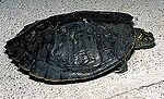Miniatura Żółw ostrogrzbiety