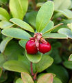 Vaccinium vitis-idaea