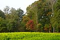 Nabij Everwijnserf Hoge Veluwe