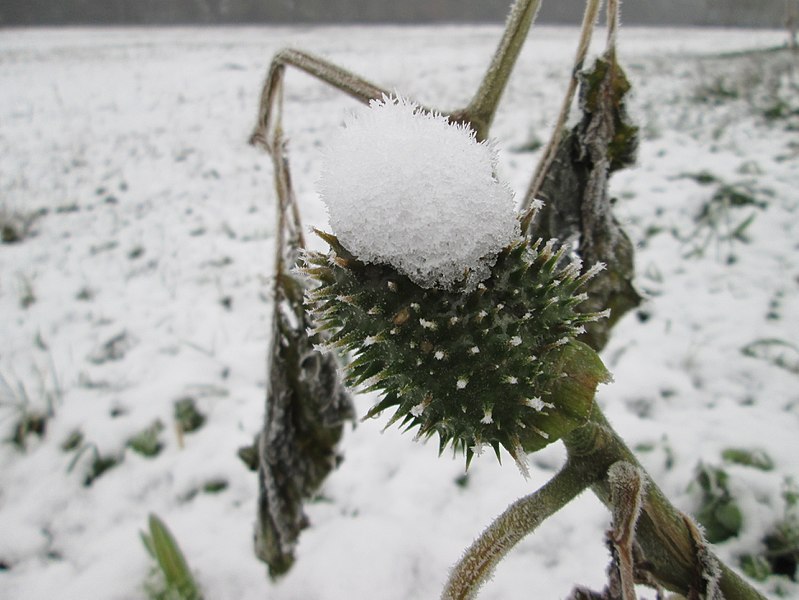 File:20171202Datura stramonium1.jpg