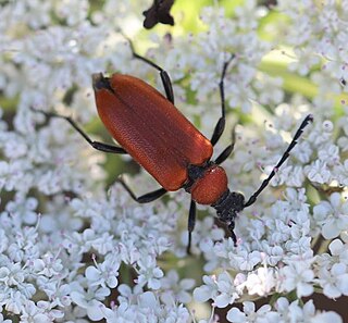 <i>Stictoleptura fontenayi</i> Species of beetle