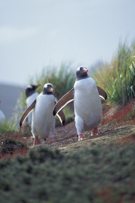 Gentoo penguins on Carcass Island