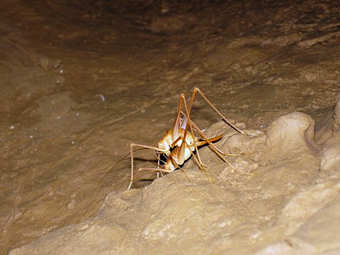A mating pair of Cave Crickets of the species Hadenoecus subterraneus. Found on a Flint ridge.