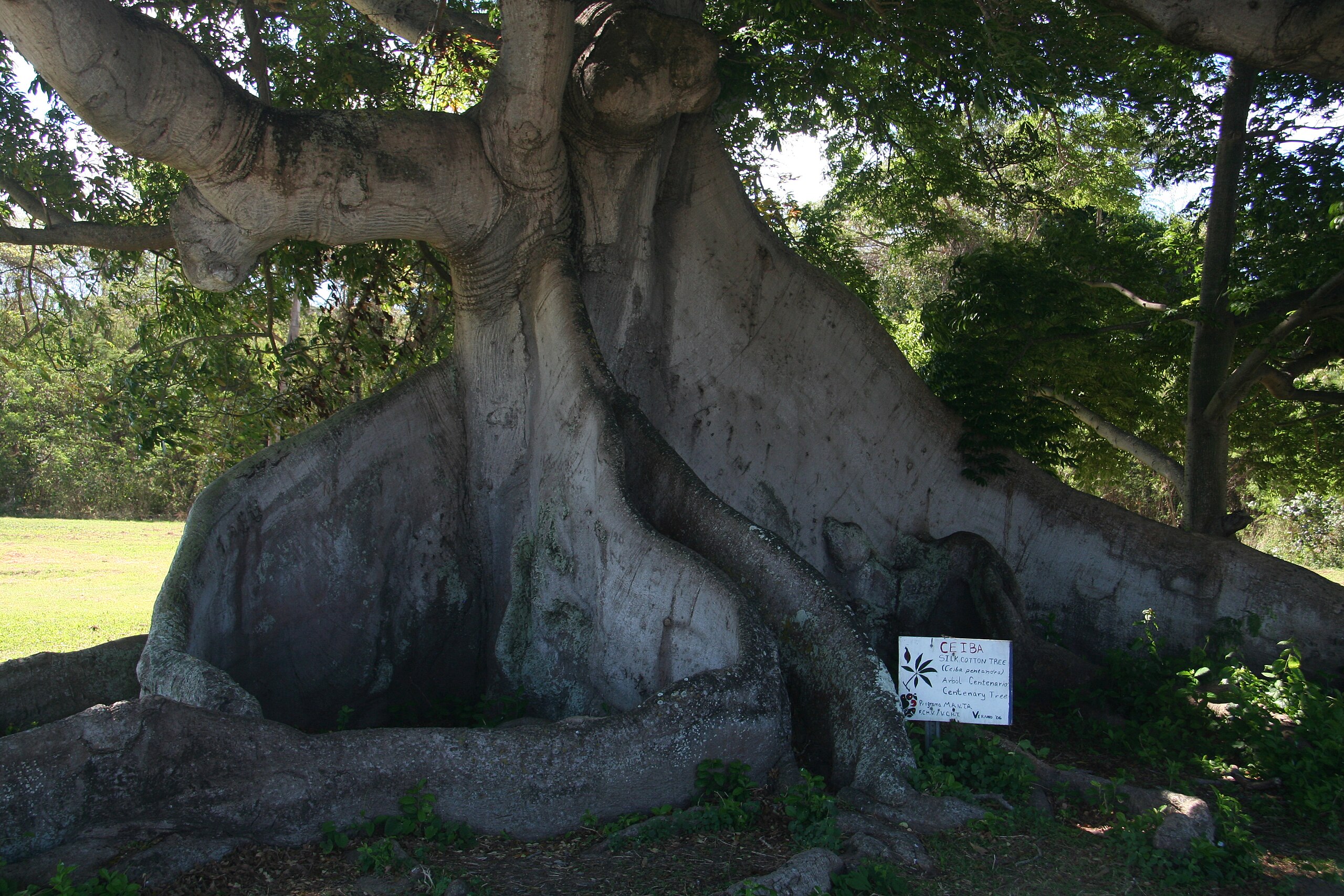 File:300-year-old Ceiba Tree in Isabel II, Vieques, Puerto Rico