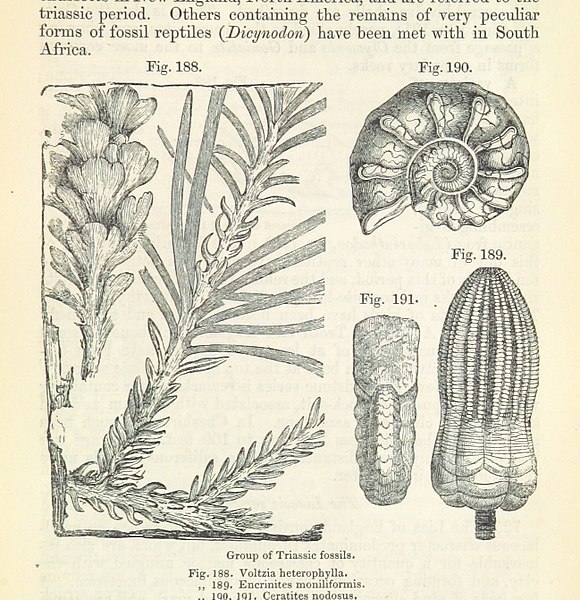 File:385 of '(An Elementary Course of Geology, Mineralogy, and Physical Geography.)' (11235299765).jpg