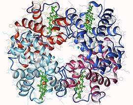 Image illustrative de l’article Hémoglobine