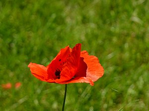 Papaver rhoeas (Federsee)