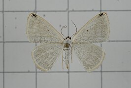 Lomographa perapicata