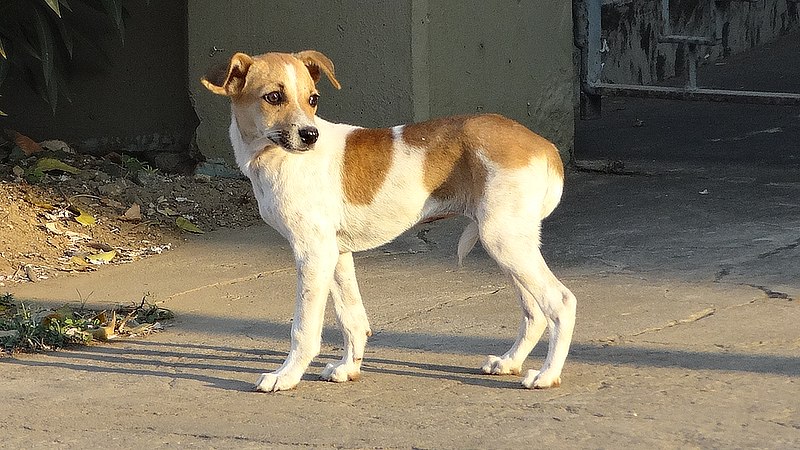 File:A dog in jaffna.JPG