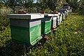 A row of beehives (48414296736).jpg