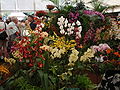 Orchids at a flower show in Tatton Park, Cheshire, England, 24 July 2008
